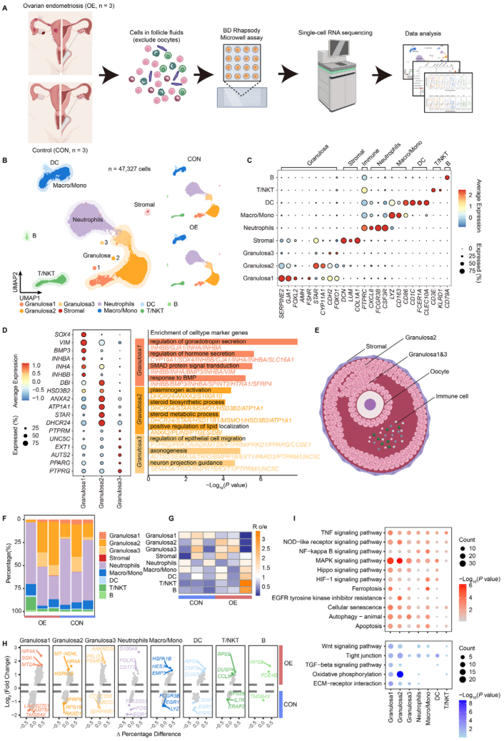 图1 OEI患者卵泡液中的单细胞景观